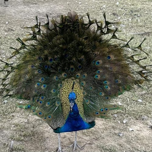Front View of Peacock